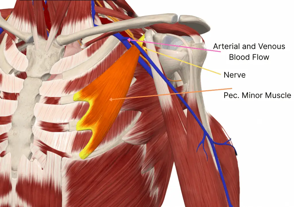 Pec. Minor Muscle