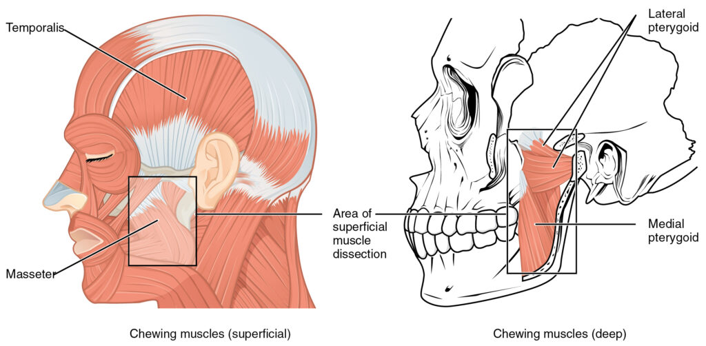 masseter muscle