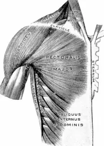 Pectoralis Major Muscle Pain
