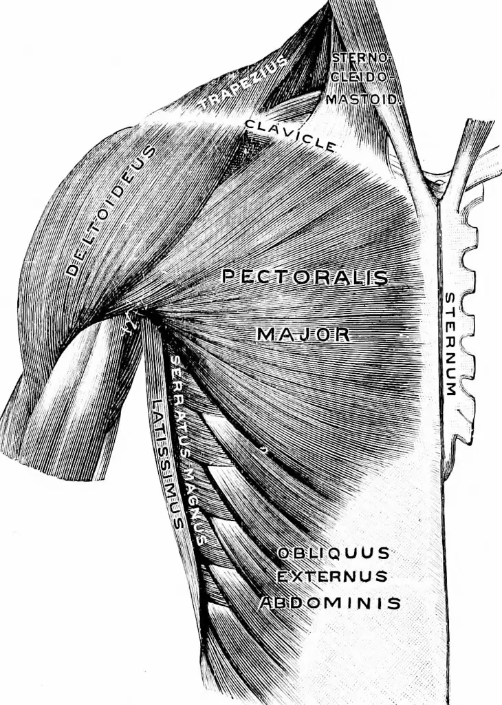Pectoralis Major Muscle Pain