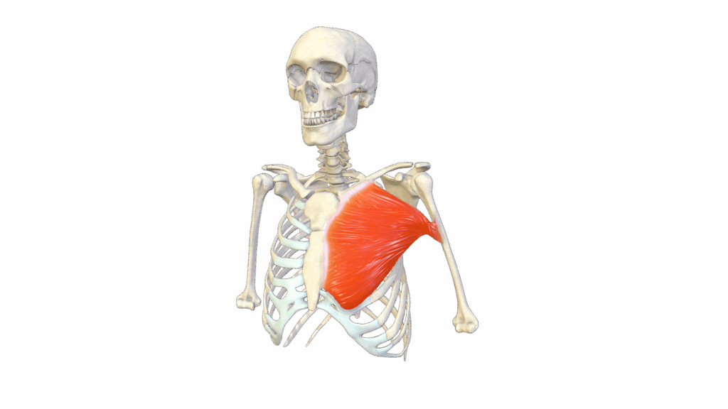 pectoralis major