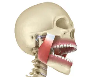 masseter muscle