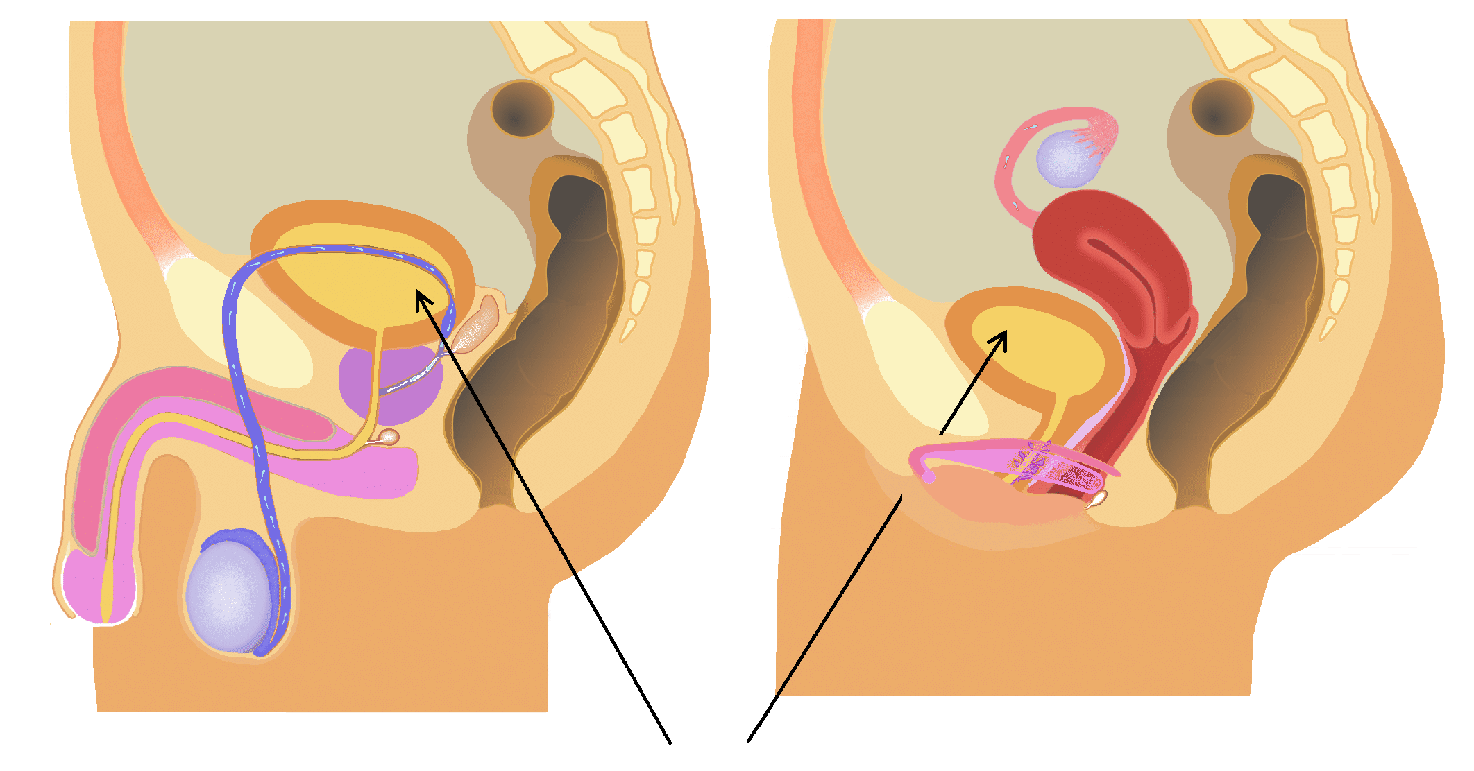 Male and female reproductive anatomy comparison