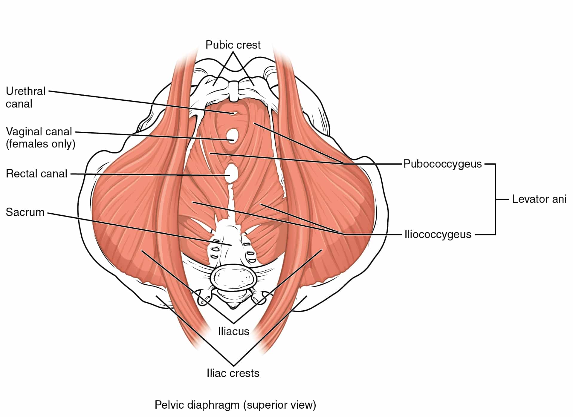 Diagram of pelvic floor muscles anatomy