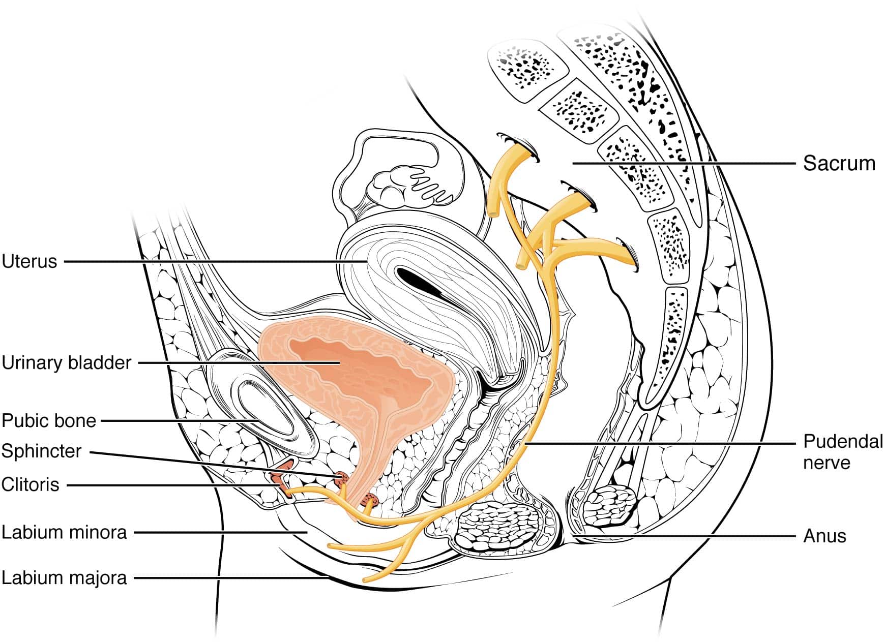 Anatomy of female pelvic nerves.