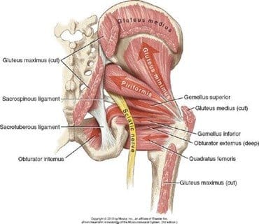 Anatomy of hip and sciatic nerve