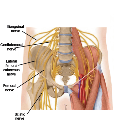 Labeled human nerve anatomy diagram