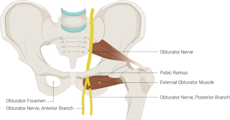 Pelvic anatomy with nerves and muscles