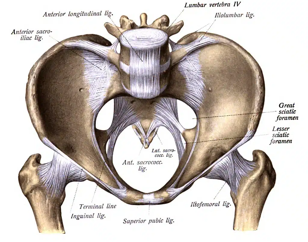 Anatomical diagram of human pelvis.